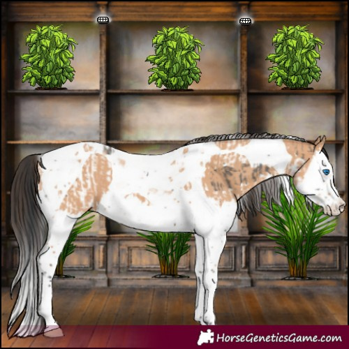 Horse Color:Grullo Splash Tobiano  and Bay Dun Splash Tobiano 