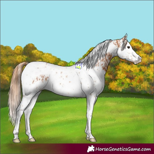 Horse Color:Chestnut Splash Tobiano  and Chestnut Splash Tobiano 