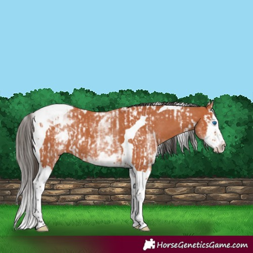 Horse Color:Bay Splash Tobiano  and White Spotted Bay Splash Tobiano 