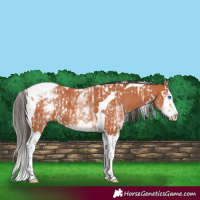 Horse Color:Bay Splash Tobiano  and White Spotted Bay Splash Tobiano 