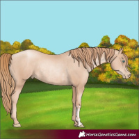 Horse Color:Gold Champagne Pearl Rabicano  and Gold Champagne Pearl Rabicano 