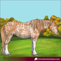 Horse Color:Chestnut Splash Tobiano and Chestnut Splash Tobiano Rabicano