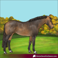 Horse Color:Buckskin 