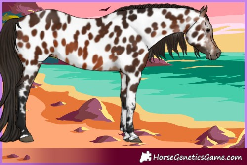 Horse Color:Gray Bay Appaloosa