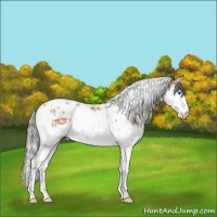 Horse Color:Bay Splash Tobiano  and Silver Bay Splash Tobiano 