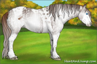 Horse Color:Chestnut Splash Tobiano  and Gray Chestnut Splash Tobiano 