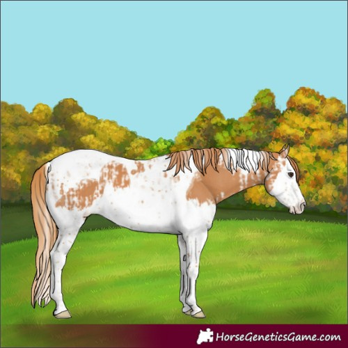Horse Color:Chestnut Splash Tobiano  and Chestnut Splash Tobiano 