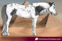Horse Color:Black Splash Tobiano  and Black Splash Tobiano Frame 