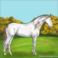 Horse Color:Chestnut Splash Tobiano  and Chestnut Splash Tobiano 