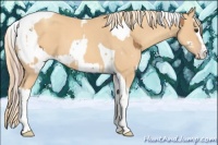 Horse Color:Chestnut Splash Tobiano  and Gold Champagne Splash Tobiano 
