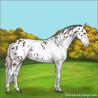 Horse Color:Liver Chestnut Sabino Splash Appaloosa  and Liver Chestnut Sabino Splash Appaloosa Rabicano 