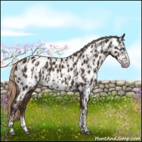 Horse Color:Liver Chestnut Sabino Splash Appaloosa  and Liver Chestnut Sabino Splash Frame Appaloosa 