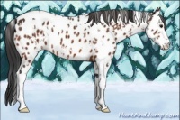 Horse Color:Bay Splash Tobiano  and Bay Splash Tobiano Appaloosa 