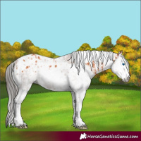 Horse Color:Bay Splash Tobiano  and Gray Bay Splash Tobiano 