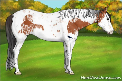 Horse Color:Bay Splash Tobiano  and Bay Splash Tobiano 