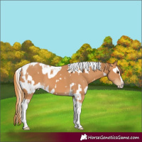 Horse Color:Chestnut Splash Tobiano and Chestnut Splash Tobiano