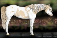 Horse Color:Red Dun Splash Tobiano  and Red Dun Splash Tobiano Frame 