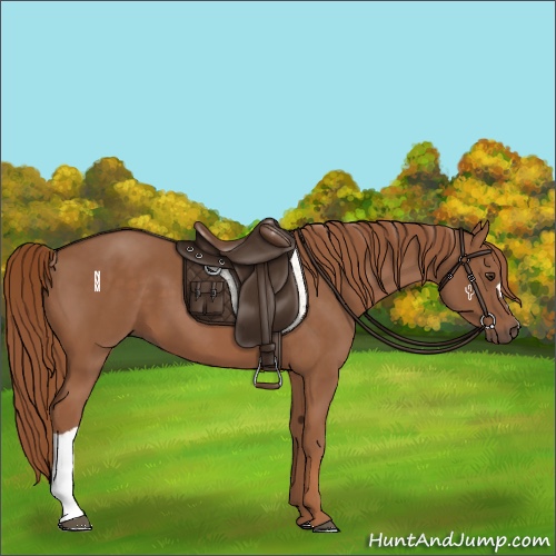 Horse Color:Chestnut 