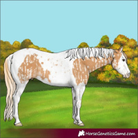 Horse Color:Chestnut Splash Tobiano  and Chestnut Splash Tobiano Rabicano 