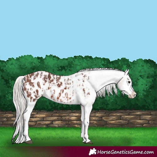 Horse Color:Silver Bay Sabino Splash Blanket and Silver Bay Sabino Splash Blanket Rabicano
