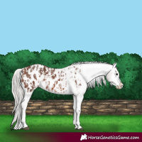 Horse Color:Silver Bay Sabino Splash Appaloosa  and Silver Bay Sabino Splash Appaloosa Rabicano 