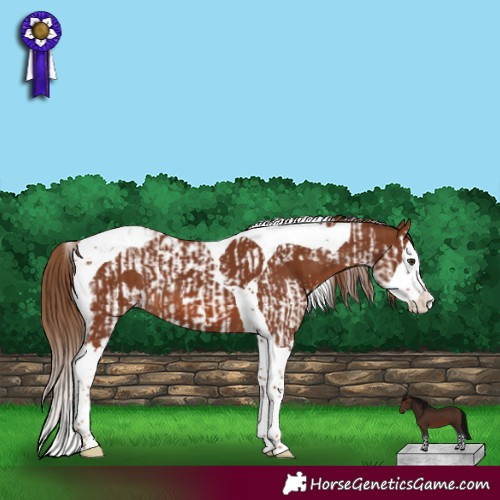 Horse Color:Chestnut Splash Tobiano and Chestnut Splash Tobiano