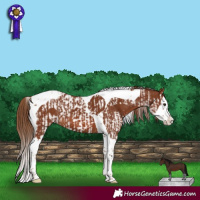 Horse Color:Chestnut Splash Tobiano  and Chestnut Splash Tobiano 