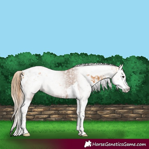 Horse Color:Chestnut Splash Tobiano  and Gray Chestnut Splash Tobiano 