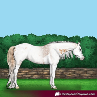 Horse Color:Chestnut Splash Tobiano  and Gray Chestnut Splash Tobiano 