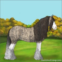 Horse Color:Grullo Sabino Splash and Classic Champagne Dun Sabino Splash