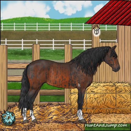 Horse Color:Black  and Brown 