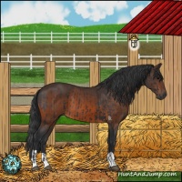 Horse Color:Black and Brown