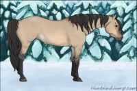 Horse Color:Bay Dun