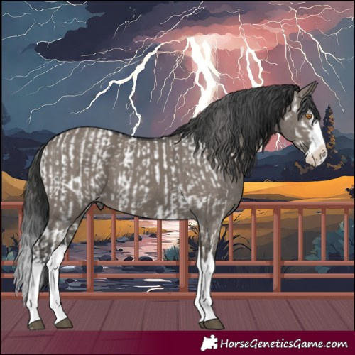 Horse Color:Grullo Sabino Splash Near Leopard  and Grullo Sabino Splash 
