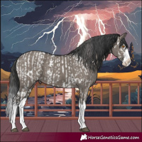 Horse Color:Grullo Sabino Splash Near Leopard  and Grullo Sabino Splash 
