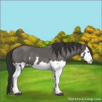 Horse Color:Grullo Sabino Splash  and Grullo Sabino Splash 