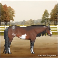 Horse Color:White Spotted Bay Roan Frame