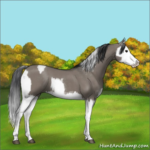 Horse Color:Grullo Sabino Splash  and Grullo Sabino Splash 