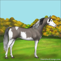 Horse Color:Grullo Sabino Splash  and Grullo Sabino Splash 