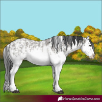 Horse Color:Grullo Sabino Splash  and Grullo Sabino Splash 