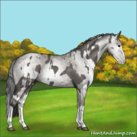 Horse Color:Grullo Sabino Splash and Gray Grullo Sabino Splash