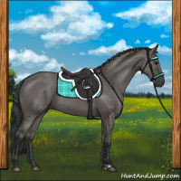 Horse Color:Grullo 