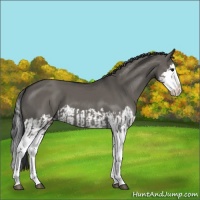 Horse Color:Grullo Sabino Splash  and Grullo Sabino Splash 