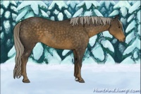 Horse Color:Chocolate Palomino 