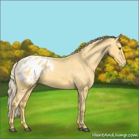 Horse Color:Palomino Appaloosa 
