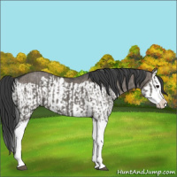 Horse Color:Grullo Sabino Splash Rabicano  and Grullo Sabino Splash Rabicano 