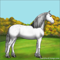Horse Color:Grullo Sabino Splash  and Grullo Sabino Splash 