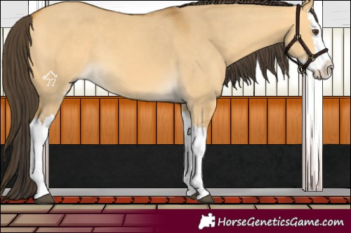 Horse Color:Buckskin Dun Splash