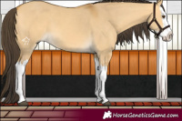 Horse Color:Buckskin Dun Splash 