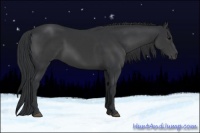 Horse Color:Black 